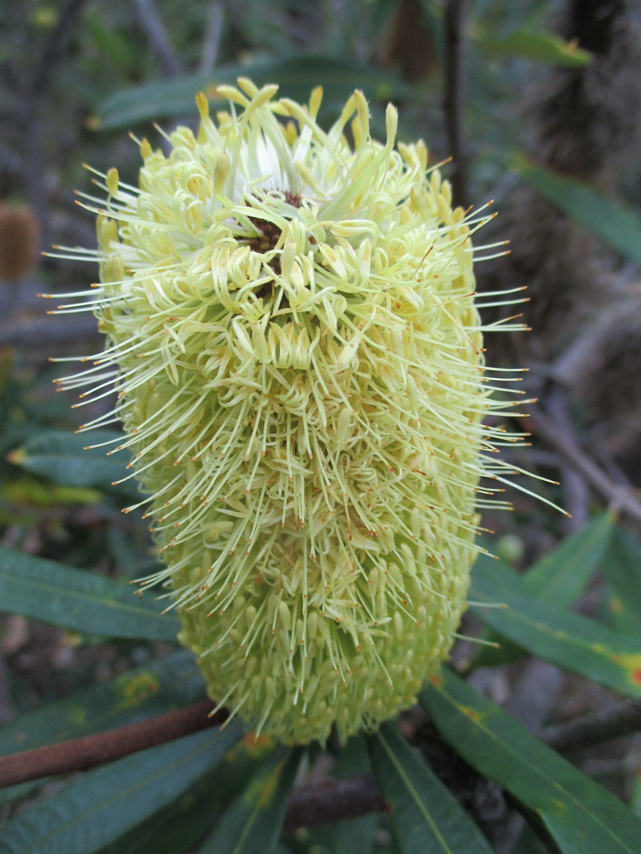 Изображение особи Banksia robur.