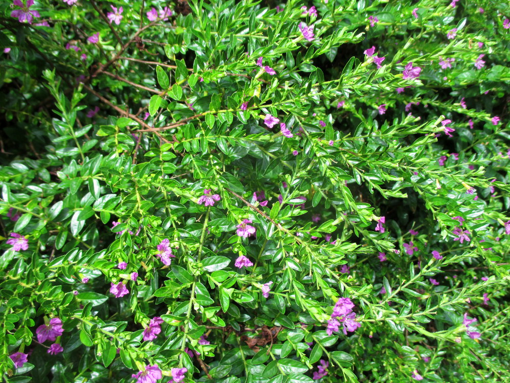 Image of Cuphea hyssopifolia specimen.