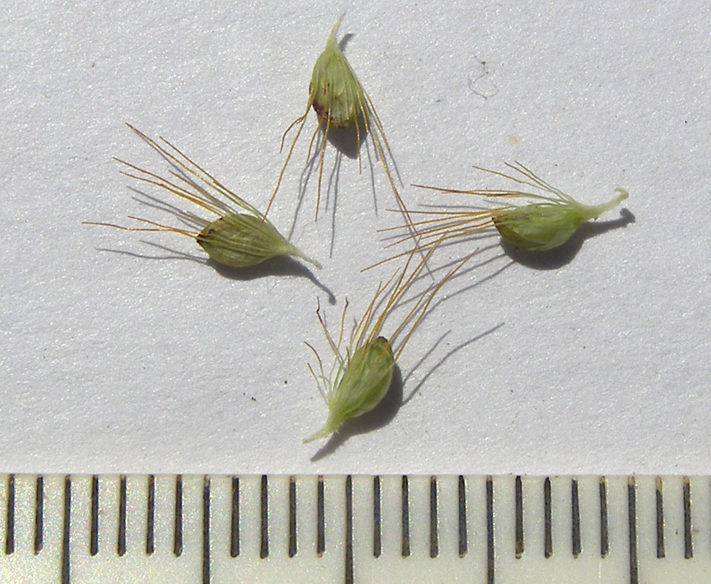 Image of Setaria pumila specimen.