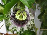 Passiflora edulis