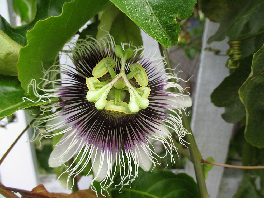 Изображение особи Passiflora edulis.
