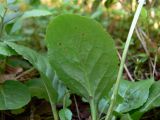Pyrola minor. Лист (нижняя сторона). Свердловская обл., окр. г. Североуральск, лиственнично-елово-сосновый лес. 19.07.2017.
