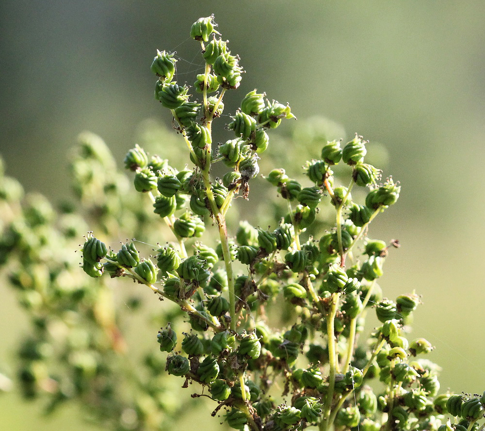 Image of Filipendula ulmaria specimen.