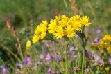 Tephroseris integrifolia. Верхушки побегов с соцветиями. Мурманская обл., Кольский р-н, побережье Подпахтинской губы, приморский луг. 01.08.2017.