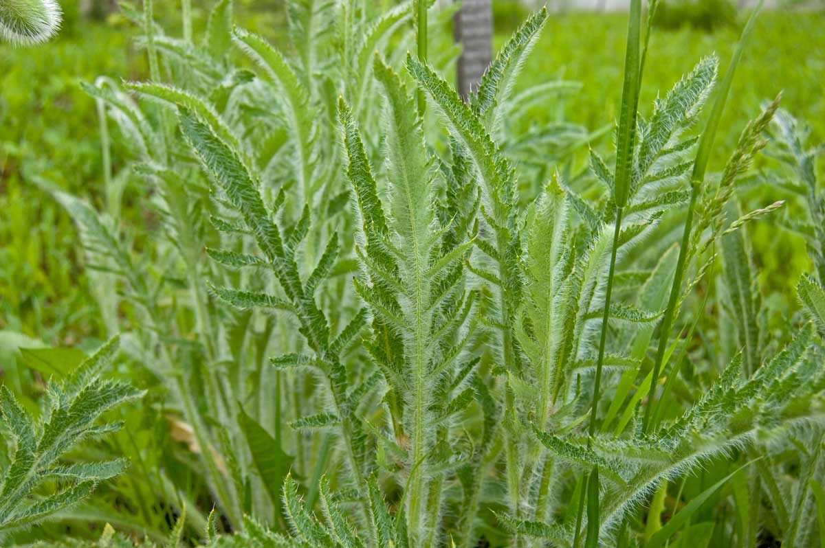 Image of Papaver orientale specimen.