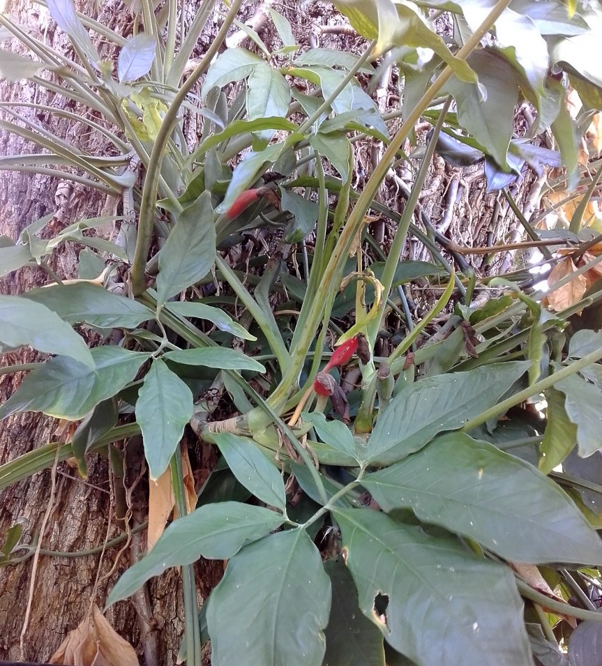 Image of Syngonium podophyllum specimen.