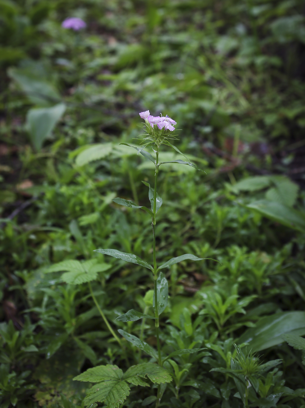 Изображение особи Dianthus barbatus.