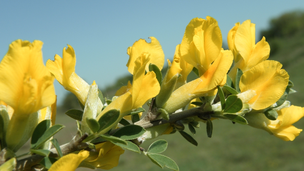 Изображение особи Chamaecytisus ruthenicus.