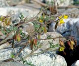 Corydalis impatiens. Верхушки цветущего и плодоносящего растения. Иркутская обл., Иркутский р-н, окр. пос. Бол. Голоустное, берег Байкала. 30.05.2017.