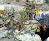 Corydalis impatiens