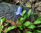 Campanula lasiocarpa