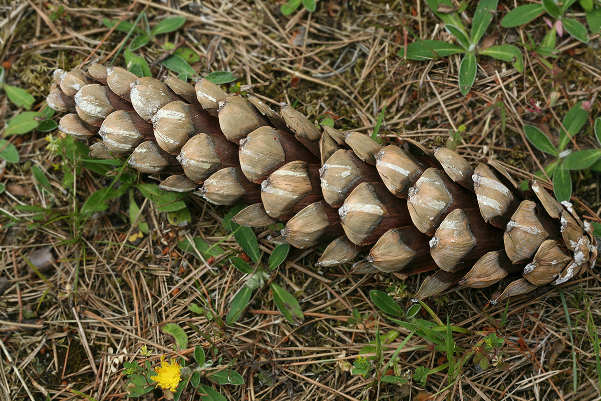 Изображение особи Pinus wallichiana.