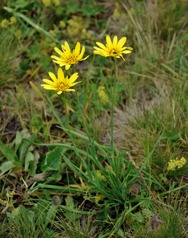 Изображение особи Tragopogon reticulatus.