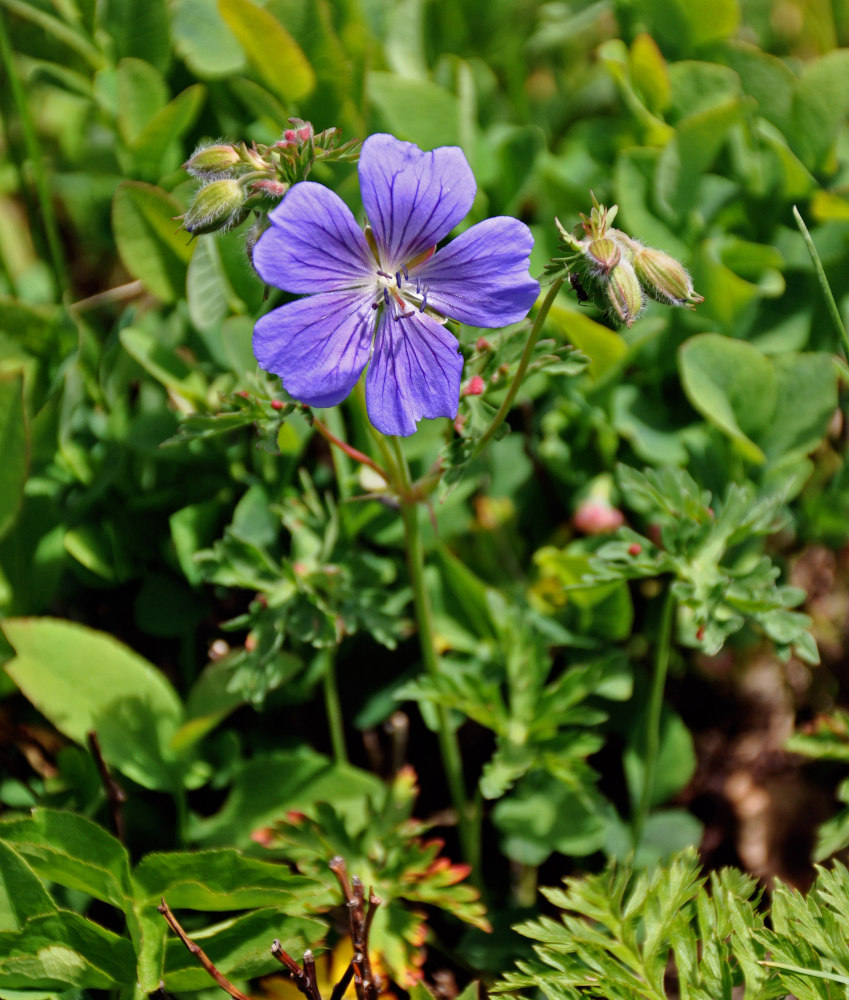 Изображение особи Geranium gymnocaulon.