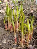 Allium ramosum