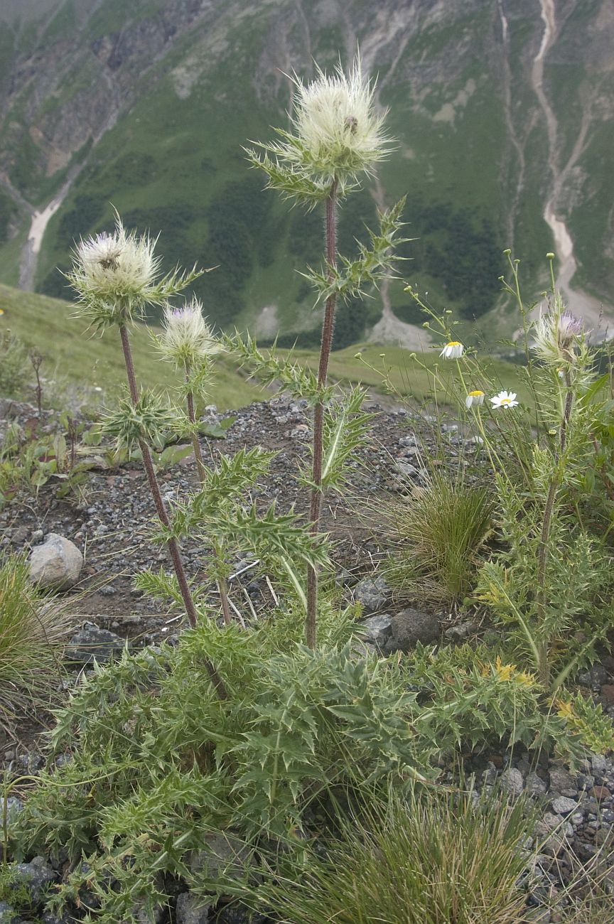 Изображение особи Cirsium obvallatum.