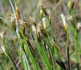 Trichophorum alpinum. Верхушки побегов плодоносящего растения. Окрестности Архангельска, болото. 20 мая 2010 г.