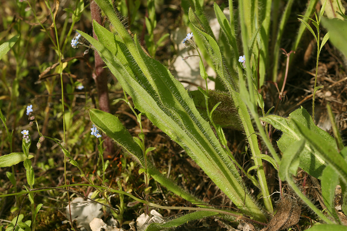 Изображение особи Pilosella cymosa.