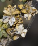 Traganum moquinii