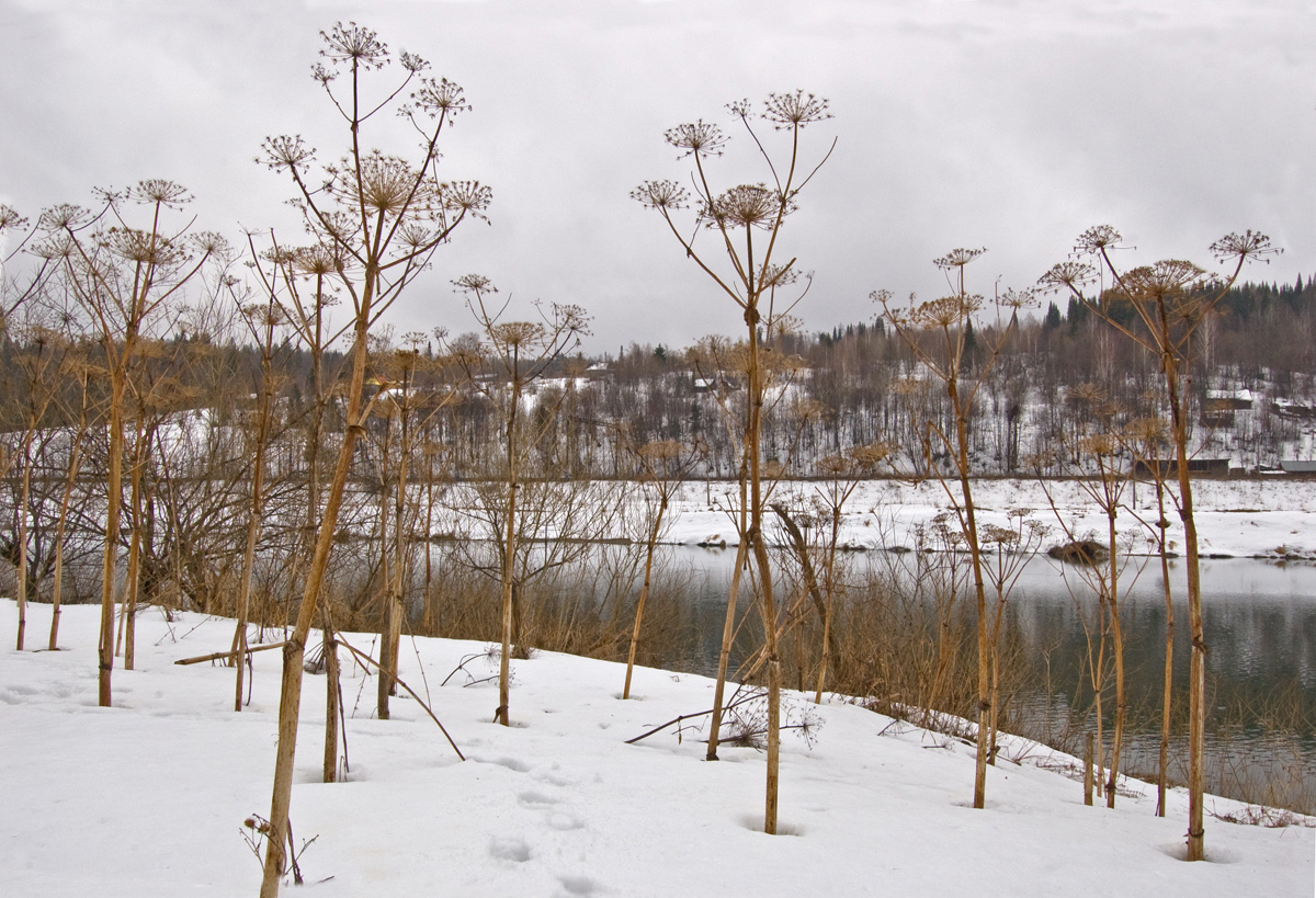 Изображение особи Heracleum sosnowskyi.