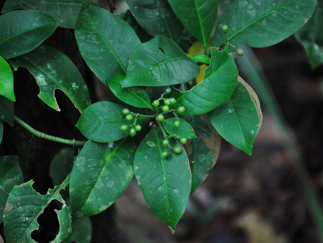 Изображение особи Psychotria sarmentosa.