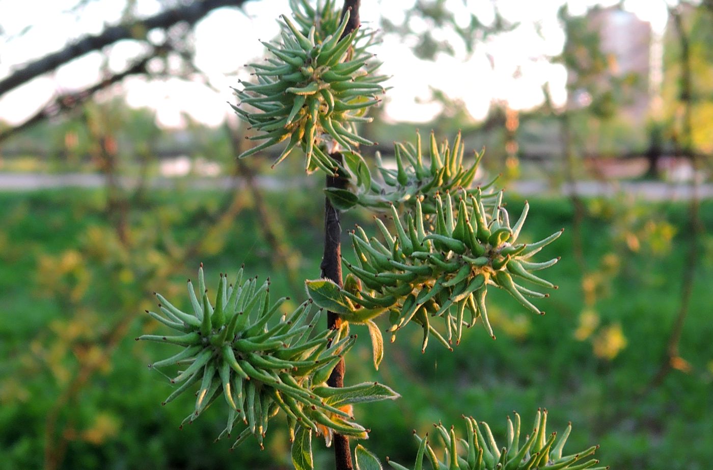 Image of Salix cinerea specimen.