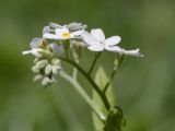 Myosotis sylvatica