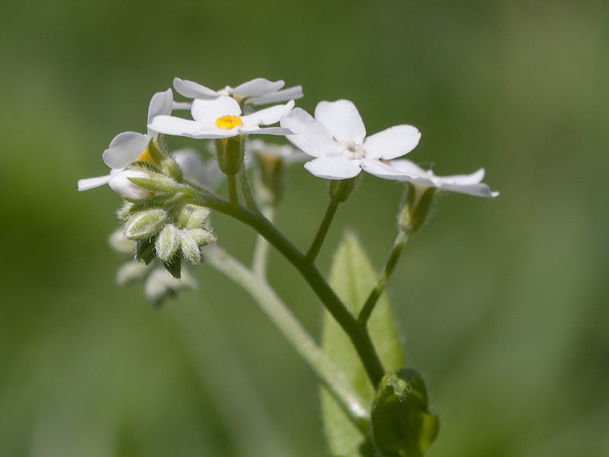 Image of Myosotis sylvatica specimen.