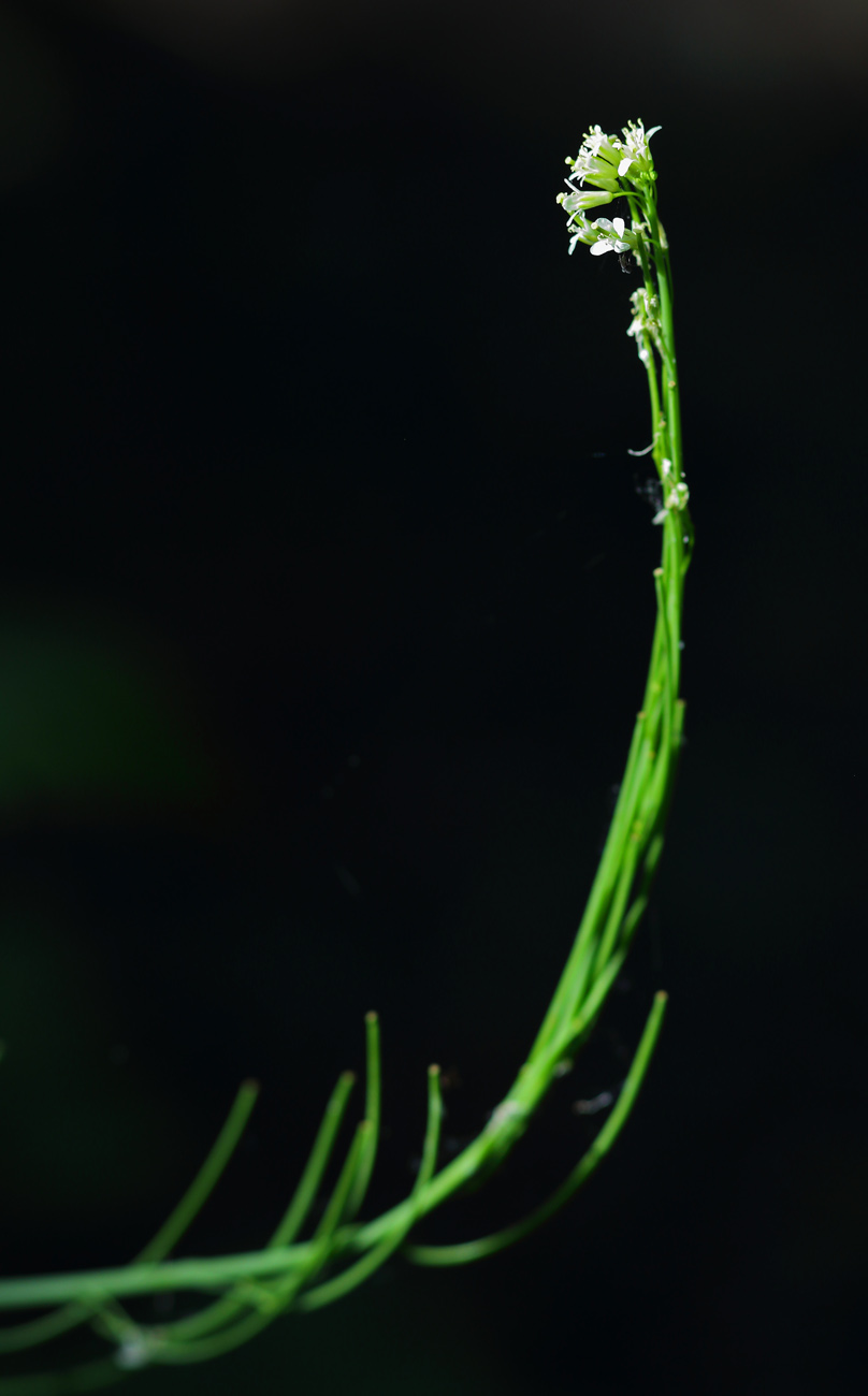 Image of Turritis glabra specimen.