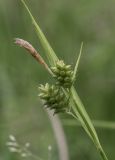 Carex pallescens. Верхушка побега с соплодиями и отцветшим мужским соцветием. Свердловская обл., окр. г. Заречный, урочище Черемшанское болото, под ВЛЭП у ручья, впадающего в р. Камышенка. 08.07.2018.