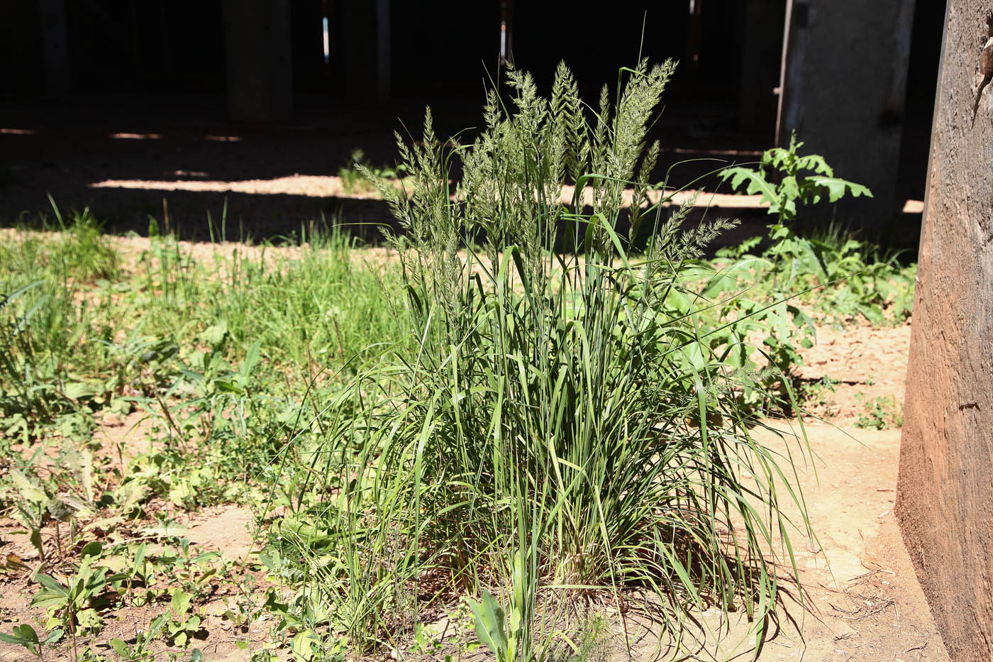 Image of Calamagrostis epigeios specimen.