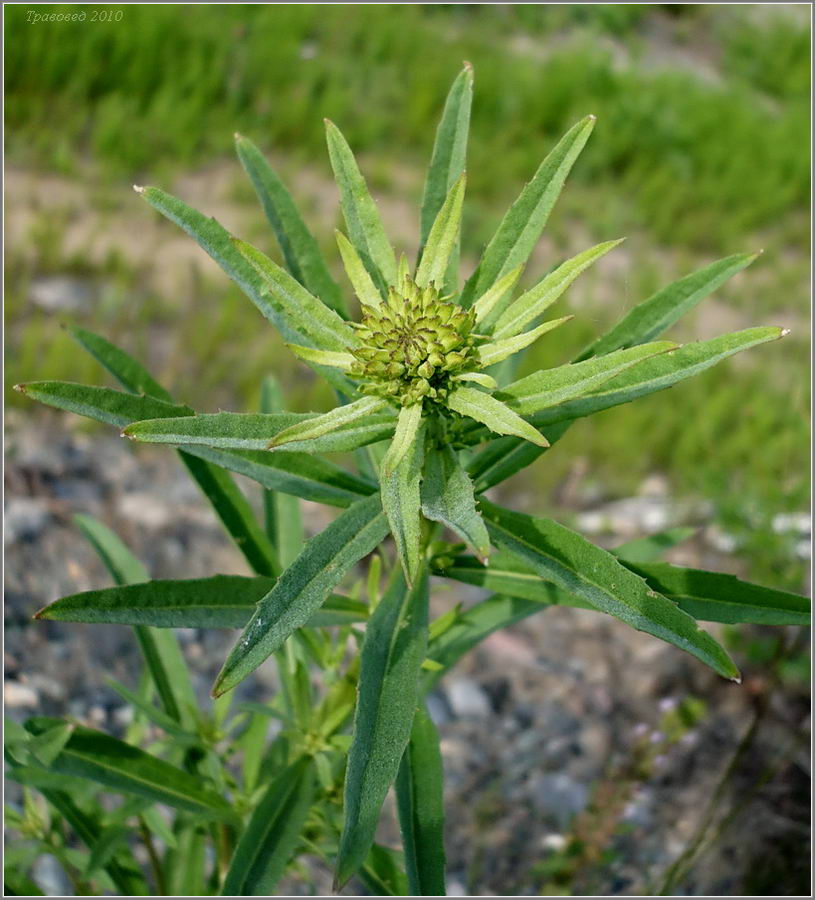 Image of Erysimum hieraciifolium specimen.