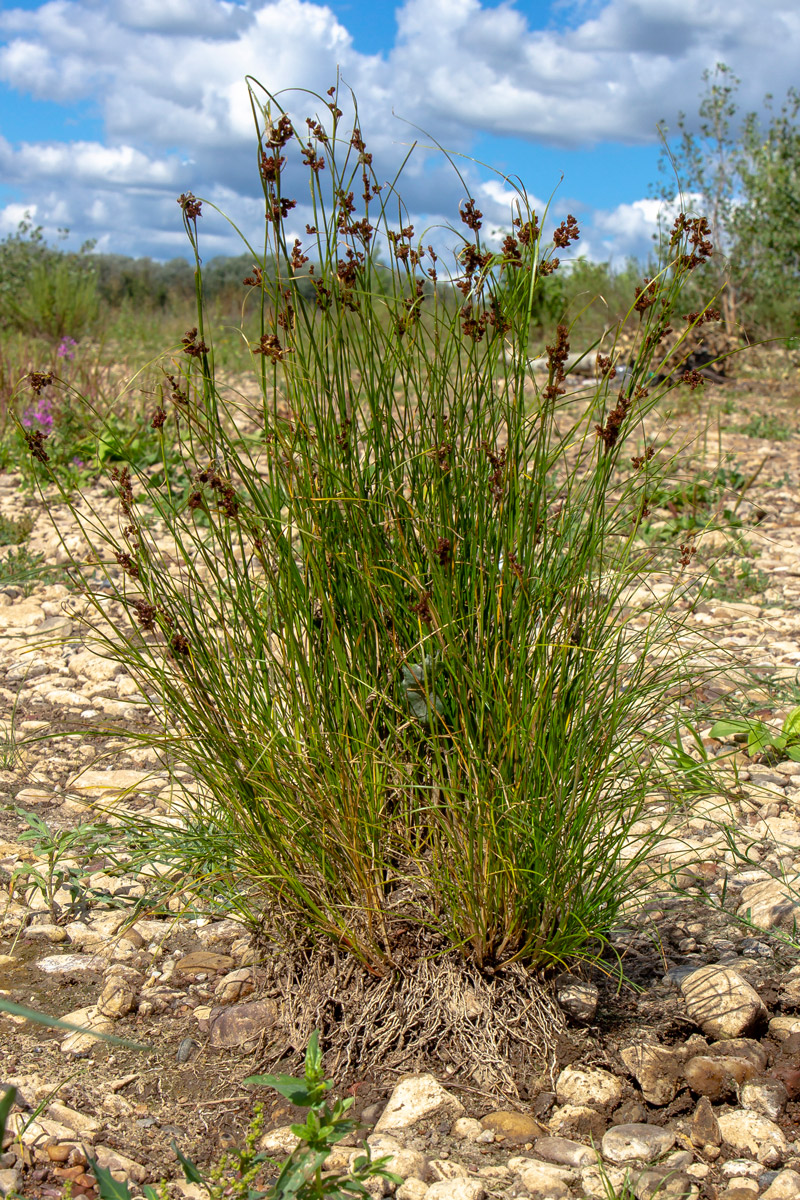 Image of Juncus compressus specimen.