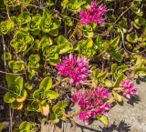 Sedum spurium