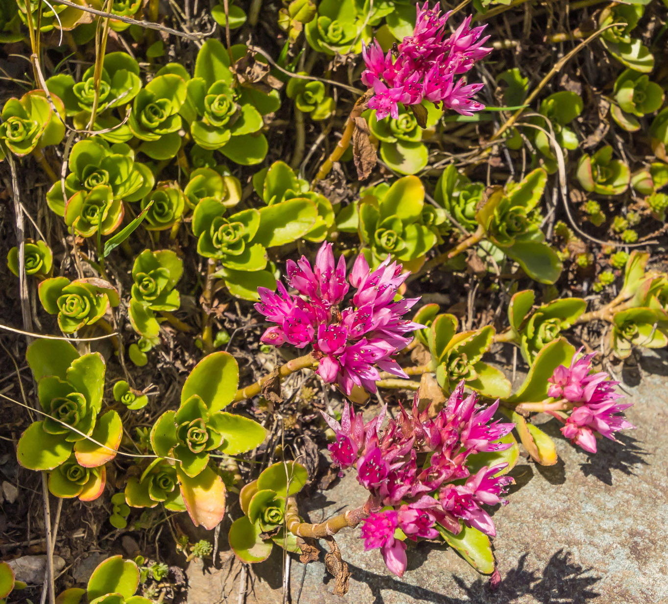 Изображение особи Sedum spurium.