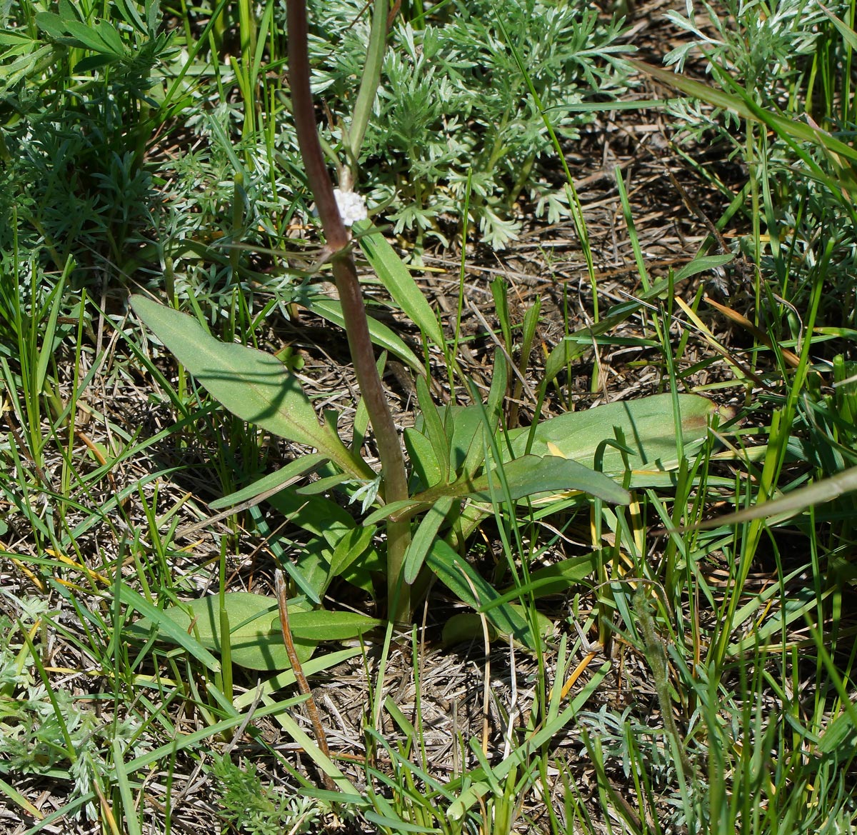 Изображение особи Valeriana tuberosa.