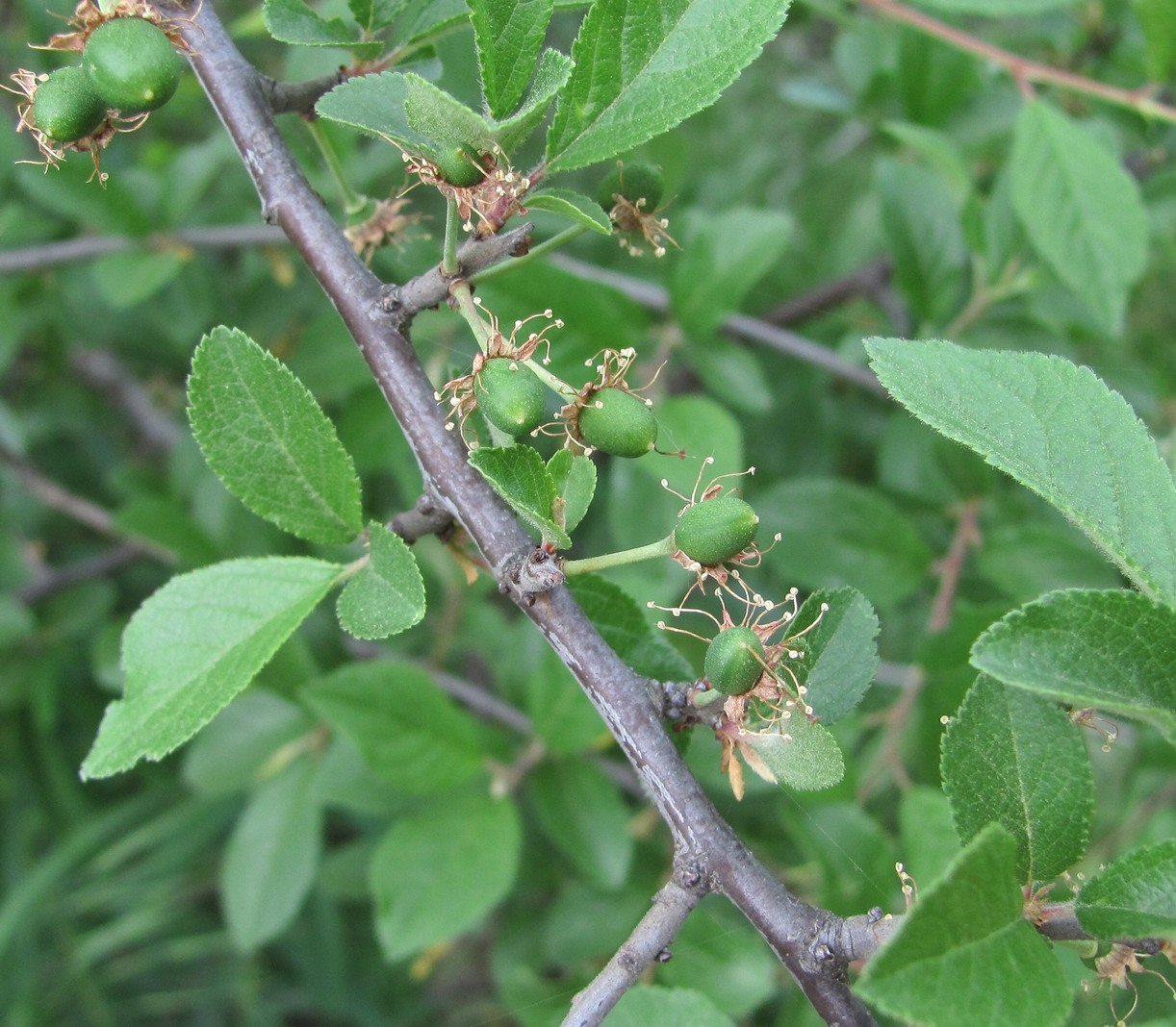 Image of Prunus salicina specimen.