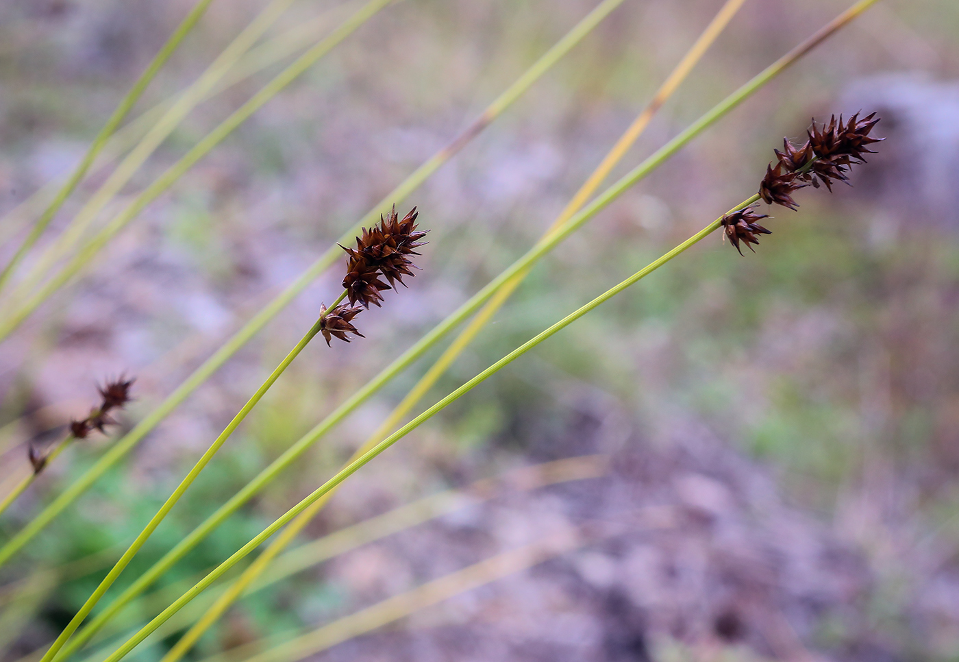 Image of Carex spicata specimen.