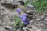 genus Campanula