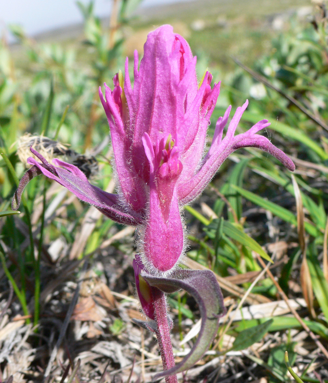 Изображение особи Castilleja elegans.