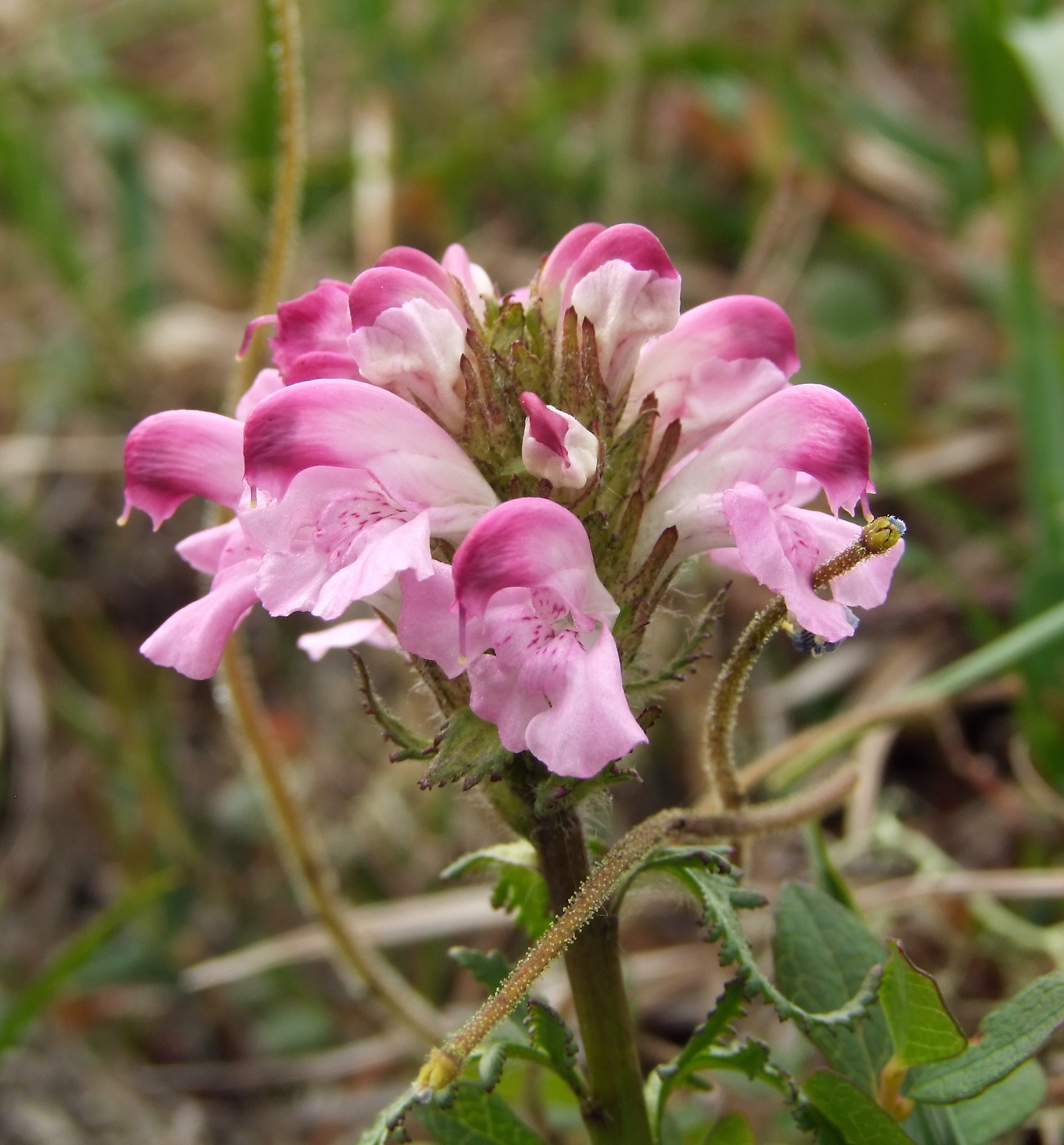 Изображение особи Pedicularis interioroides.