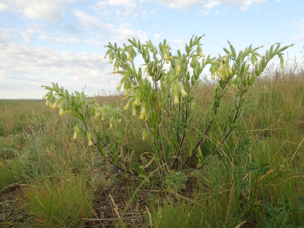 Image of Onosma gmelinii specimen.