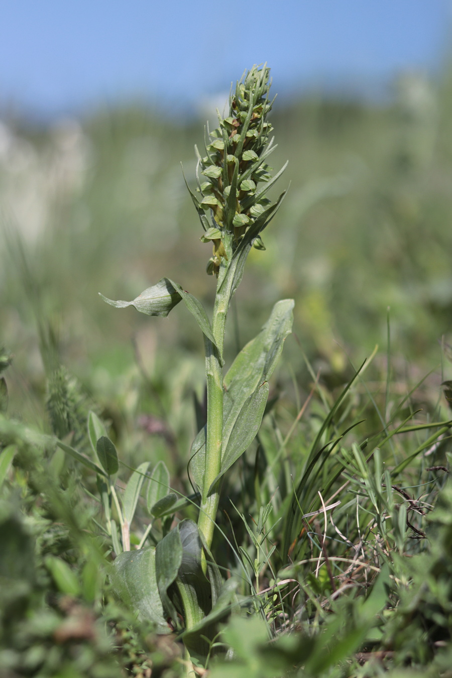 Изображение особи Dactylorhiza viridis.