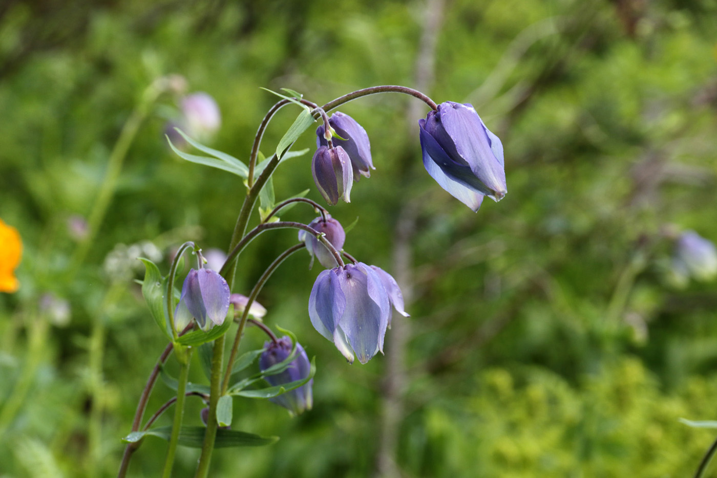 Image of Aquilegia glandulosa specimen.