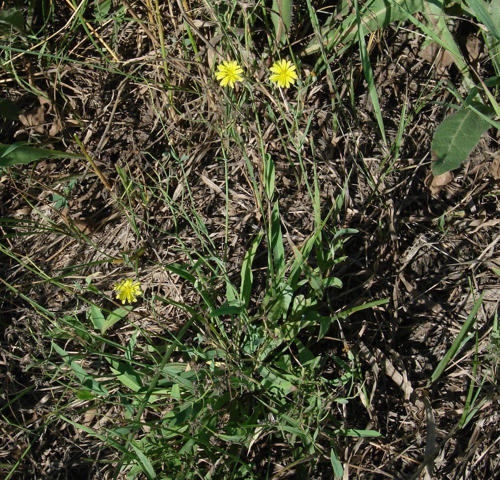 Image of Ixeridium gramineum specimen.