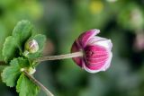 Anemone hupehensis