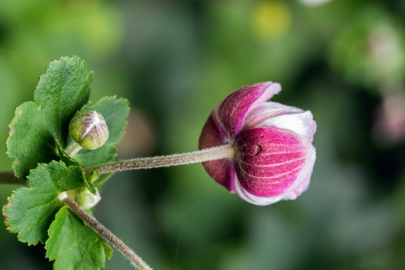 Изображение особи Anemone hupehensis.