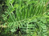 Vicia tenuifolia. Лист. Дагестан, Кумторкалинский р-н, хр. Нарат-Тюбе, склон. 10.05.2018.