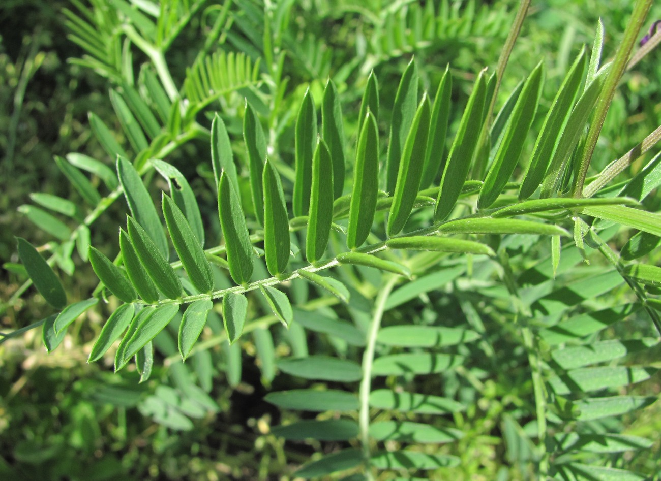 Image of Vicia tenuifolia specimen.