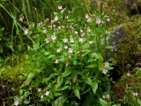 Epilobium hornemannii